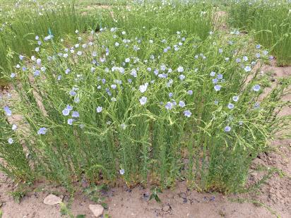 Click for 1 image(s) for this accession.